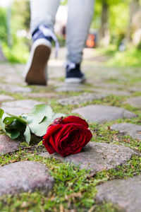 Red rose on footpath while man walking 