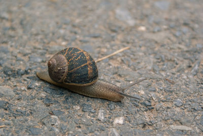 Close-up of snail