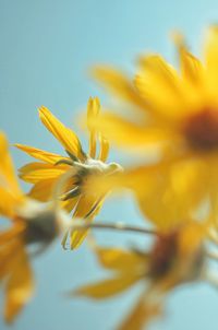 Close-up of yellow flowering plant