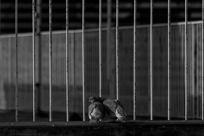 Pigeons in love