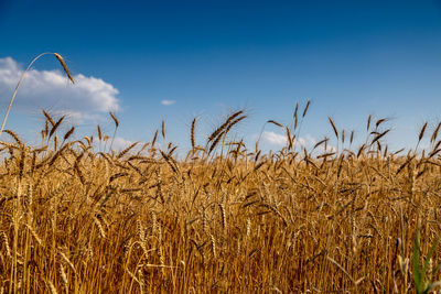Golden field with spikelets of ripe wheat