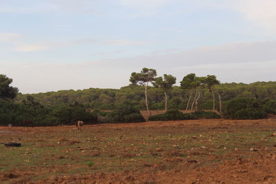 Trees on field against sky