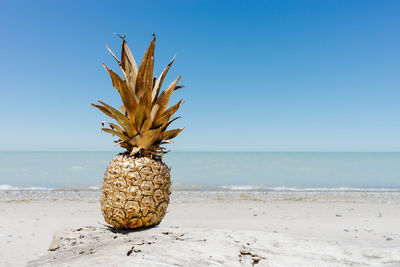 Coconut palm tree on beach against clear blue sky
