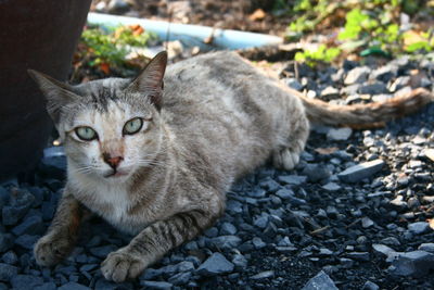 Portrait of cat sitting outdoors