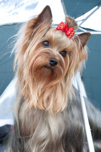 Portrait of dog looking away