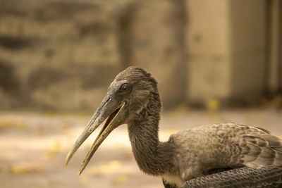 Close-up of a bird