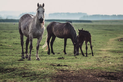 Horses on field