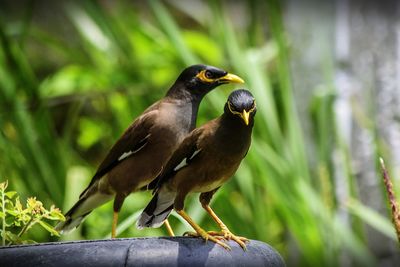 Close-up of bird perching on plant