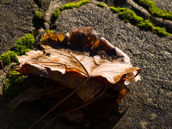 Close-up of dried leaves on wood
