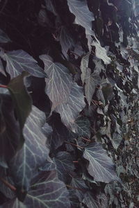 Close-up of leaves