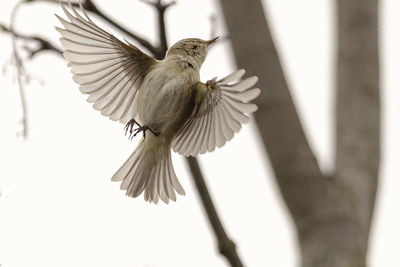 Close-up of bird flying