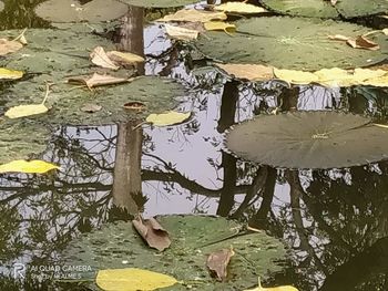 High angle view of lotus leaves floating on lake