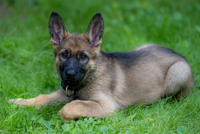 Portrait of dog relaxing on field