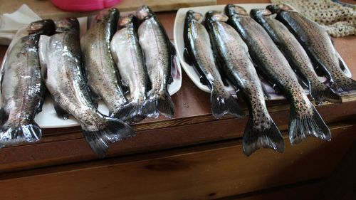 High angle view of fish for sale in market