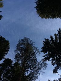 Low angle view of silhouette trees against sky