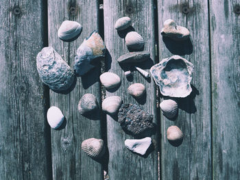 High angle view of shells on table