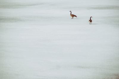 Canada geese on frozen lake