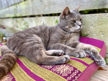 Close-up of a cat resting