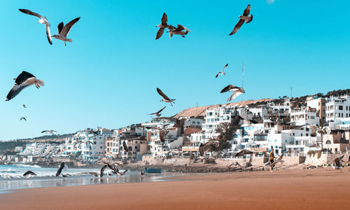 Flock of birds flying over beach against buildings