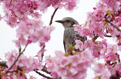 Close-up of bird perching on tree