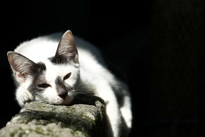 Close-up portrait of cat against black background