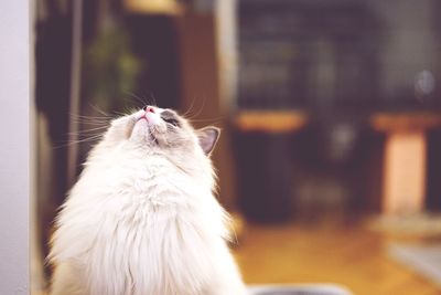 Close-up of a cat looking away at home