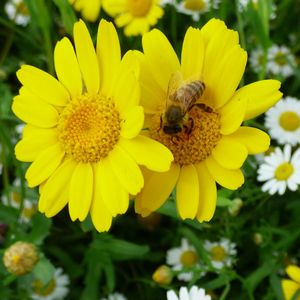 Close-up of honey bee pollinating flower