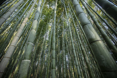 Low angle view of bamboo trees in forest