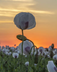 Close-up of flowering plant on land against sky during sunset