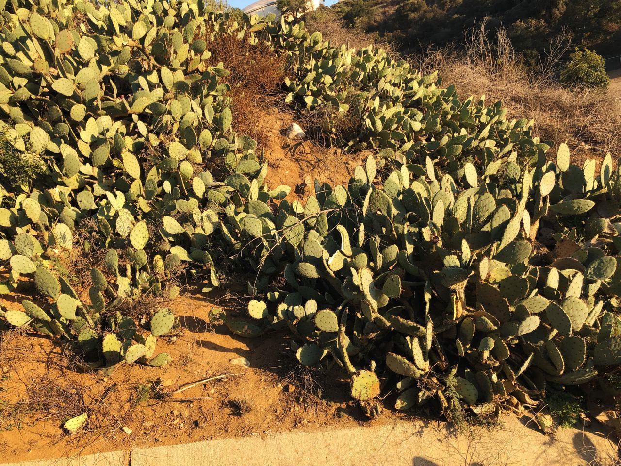 HIGH ANGLE VIEW OF FLOWERING PLANT ON FIELD