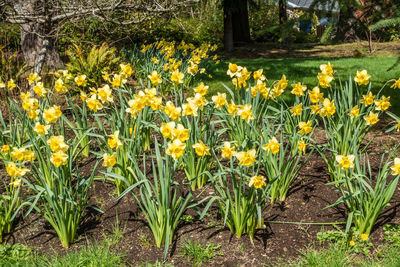 Close-up of yellow crocus blooming on field