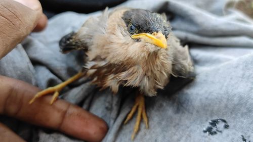 Close-up of hand holding bird