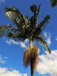 Low angle view of palm trees against blue sky