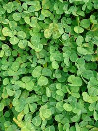 Full frame shot of leaves