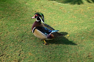 High angle view of bird on field