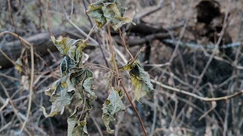 Close-up of wilted plant