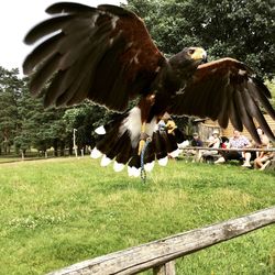 Bird flying over a field