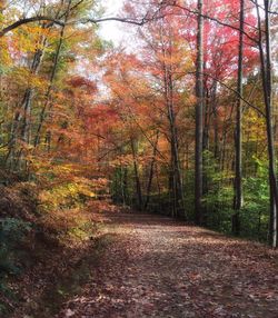 Trees in forest during autumn