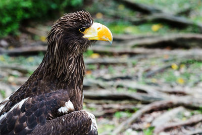 Close-up of a bird looking away