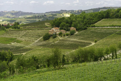 Scenic view of agricultural field