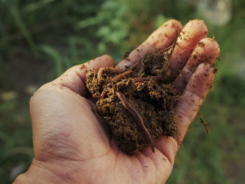 Close-up of hand holding spider