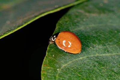 High angle view of orange leaf on plant