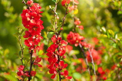 Close-up of red berries on tree