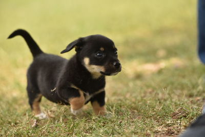 Dog looking away on field