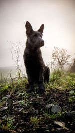 Close-up of dog sitting on grass against sky