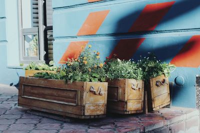 Close-up of potted plant
