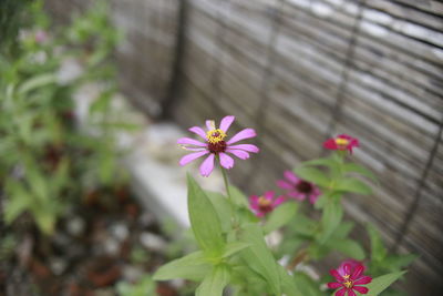 Close-up of pink flowering plant