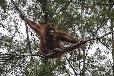 Orangutan on rope