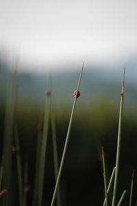 Close-up of plant against blurred background