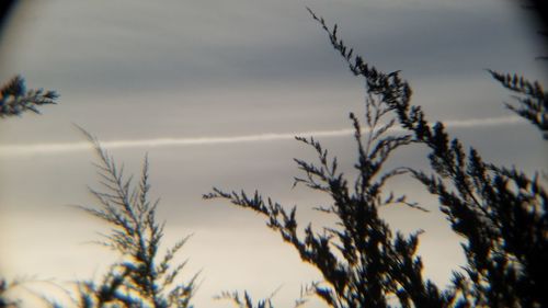 Close-up of plant against sky